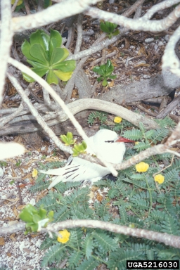 red-tailed tropicbird, Phaethon rubricauda  (Ciconiiformes: Phaethontidae) - 5216030