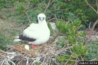 red-footed booby, Sula sula  (Ciconiiformes: Sulidae) - 5216036