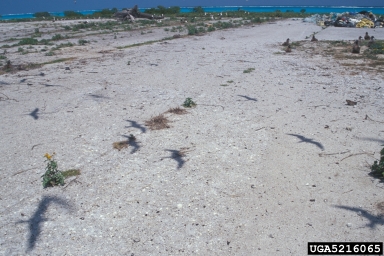 sooty tern, Sterna fuscata  (Ciconiiformes: Laridae) - 5216065
