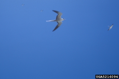 sooty tern, Sterna fuscata  (Ciconiiformes: Laridae) - 5216094
