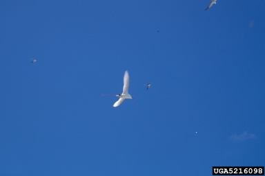 red-tailed tropicbird, Phaethon rubricauda  (Ciconiiformes: Phaethontidae) - 5216098