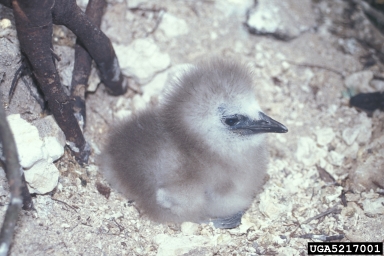 red-tailed tropicbird, Phaethon rubricauda  (Ciconiiformes: Phaethontidae) - 5217001