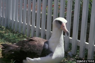 Laysan albatross, Phoebastria immutabilis  (Ciconiiformes: Diomedeidae) - 5217002