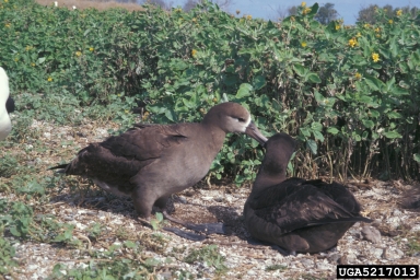 black-footed albatross, Phoebastria nigripes  (Ciconiiformes: Diomedeidae) - 5217013