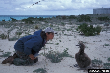 Laysan albatross, Phoebastria immutabilis  (Ciconiiformes: Diomedeidae) - 5217040
