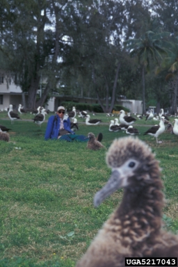 Laysan albatross, Phoebastria immutabilis  (Ciconiiformes: Diomedeidae) - 5217043