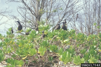 brown noddy, Anous stolidus  (Ciconiiformes: Laridae) - 5217046