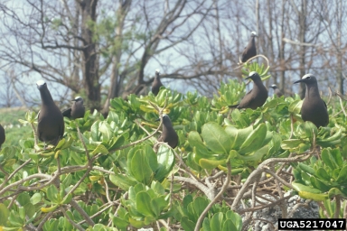 brown noddy, Anous stolidus  (Ciconiiformes: Laridae) - 5217047