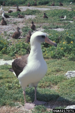 Laysan albatross, Phoebastria immutabilis  (Ciconiiformes: Diomedeidae) - 5217071