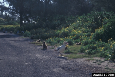 short-tailed albatross, Phoebastria albatrus  (Ciconiiformes: Diomedeidae) - 5217080