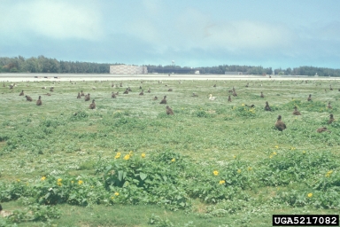 black-footed albatross, Phoebastria nigripes  (Ciconiiformes: Diomedeidae) - 5217082
