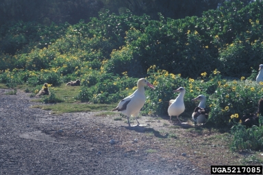 Laysan albatross, Phoebastria immutabilis  (Ciconiiformes: Diomedeidae) - 5217085