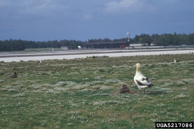 black-footed albatross, Phoebastria nigripes  (Ciconiiformes: Diomedeidae) - 5217086