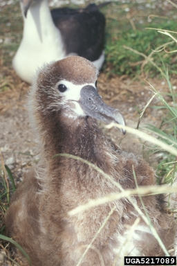 Laysan albatross, Phoebastria immutabilis  (Ciconiiformes: Diomedeidae) - 5217089
