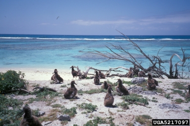 Laysan albatross, Phoebastria immutabilis  (Ciconiiformes: Diomedeidae) - 5217097