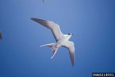 sooty tern, Sterna fuscata  (Ciconiiformes: Laridae) - 5218001