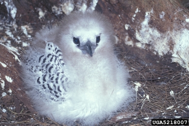 red-tailed tropicbird, Phaethon rubricauda  (Ciconiiformes: Phaethontidae) - 5218007