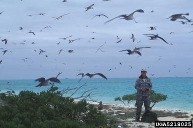 sooty tern, Sterna fuscata  (Ciconiiformes: Laridae) - 5218025