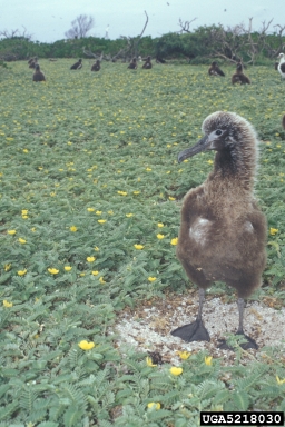 Laysan albatross, Phoebastria immutabilis  (Ciconiiformes: Diomedeidae) - 5218030