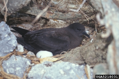 Christmas shearwater, Puffinus nativitatis  (Ciconiiformes: Procellariidae) - 5218031