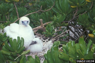 red-footed booby, Sula sula  (Ciconiiformes: Sulidae) - 5218038