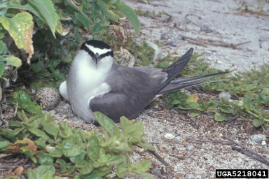 gray-backed tern, Sterna lunata  (Ciconiiformes: Laridae) - 5218041