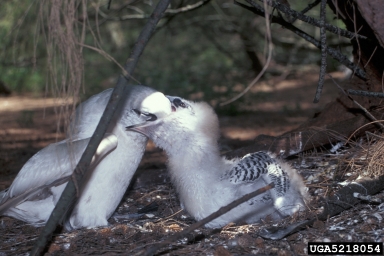 red-tailed tropicbird, Phaethon rubricauda  (Ciconiiformes: Phaethontidae) - 5218054