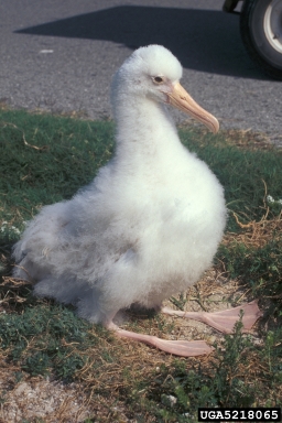Laysan albatross, Phoebastria immutabilis  (Ciconiiformes: Diomedeidae) - 5218065
