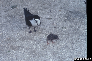 sooty tern, Sterna fuscata  (Ciconiiformes: Laridae) - 5218068
