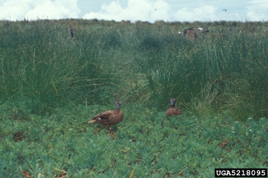 Laysan duck, Anas laysanensis  (Anseriformes: Anatidae) - 5218095