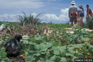 great frigatebird, Fregata minor  (Ciconiiformes: Fregatidae) - 5218096