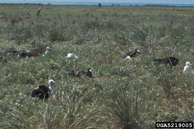 great frigatebird, Fregata minor  (Ciconiiformes: Fregatidae) - 5219005