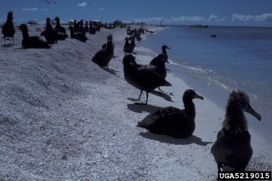 black-footed albatross, Phoebastria nigripes  (Ciconiiformes: Diomedeidae) - 5219015