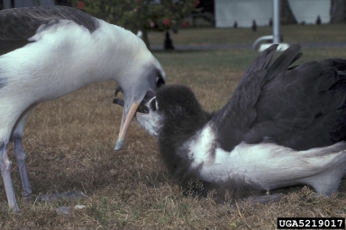 Laysan albatross, Phoebastria immutabilis  (Ciconiiformes: Diomedeidae) - 5219017