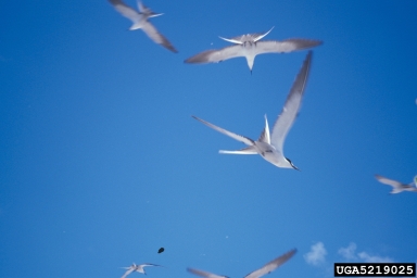 typical terns, Sterna spp.  (Ciconiiformes: Laridae) - 5219025