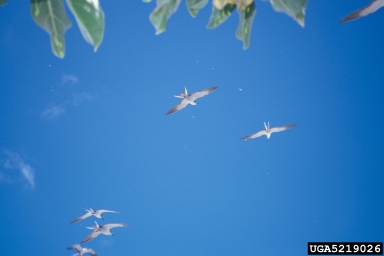 typical terns, Sterna spp.  (Ciconiiformes: Laridae) - 5219026