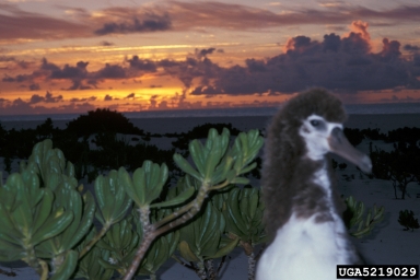Laysan albatross, Phoebastria immutabilis  (Ciconiiformes: Diomedeidae) - 5219029