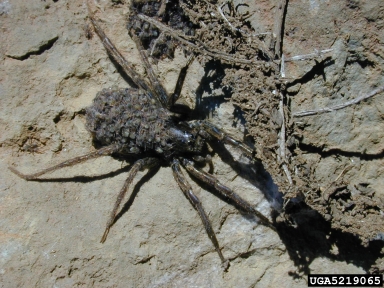 wolf spider, Hogna hawaiiensis  (Araneae: Lycosidae) - 5219065