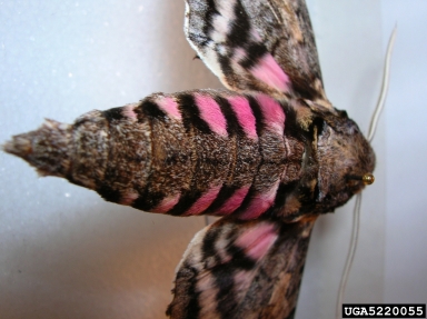 sweetpotato hornworm, Agrius cingulata  (Lepidoptera: Sphingidae) - 5220055