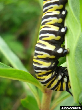 monarch butterfly, Danaus plexippus  (Lepidoptera: Nymphalidae) - 5220060