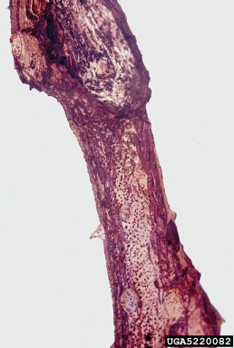 stem canker (Leptosphaeria coniothyrium ) on rose (Rosa spp. ) - 5220082