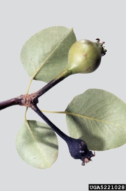 fire blight (Erwinia amylovora ) on pear (Pyrus spp. ) - 5221028