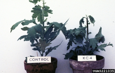 bacterial soft rot (Pectobacterium carotovorum ssp. carotovorum) on chrysanthemum (Chrysanthemum spp. ) - 5221035