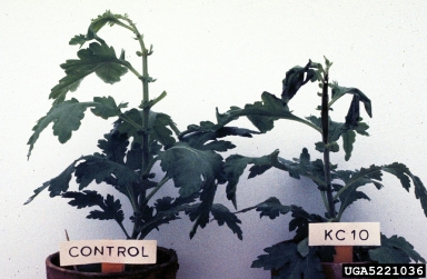 bacterial soft rot (Pectobacterium carotovorum ssp. carotovorum) on chrysanthemum (Chrysanthemum spp. ) - 5221036