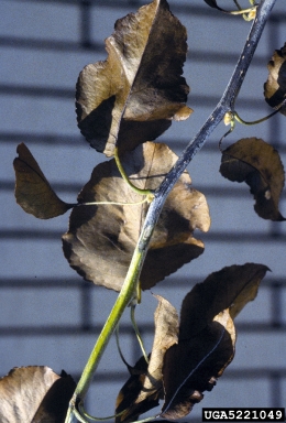 fire blight (Erwinia amylovora ) on common pear (Pyrus communis ) - 5221049