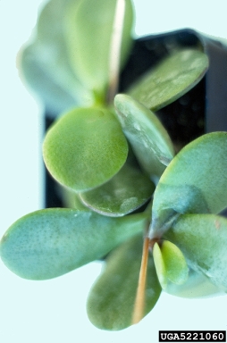 bacteria wilt and soft rot (Dickeya chrysanthemi ) on pygmyweed (Crassula spp. ) - 5221060