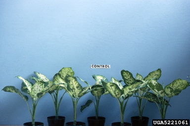 bacteria wilt and soft rot (Dickeya chrysanthemi ) on dieffenbachia (Dieffenbachia spp. ) - 5221061