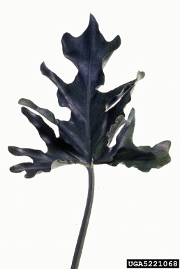 bacteria wilt and soft rot (Dickeya chrysanthemi ) on philodendron (Philodendron selloum ) - 5221068