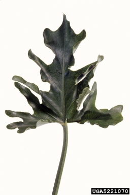 bacteria wilt and soft rot (Dickeya chrysanthemi ) on philodendron (Philodendron selloum ) - 5221070