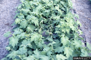 bacteria wilt and soft rot (Dickeya chrysanthemi ) on chrysanthemum (Chrysanthemum spp. ) - 5221077